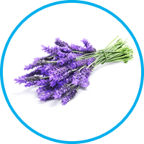 Lavendula angustifolia