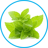 Mentha piperita (peppermint)