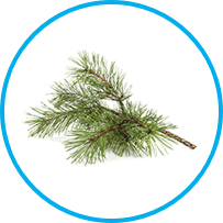 Pinus sylvestris (Scots pine)